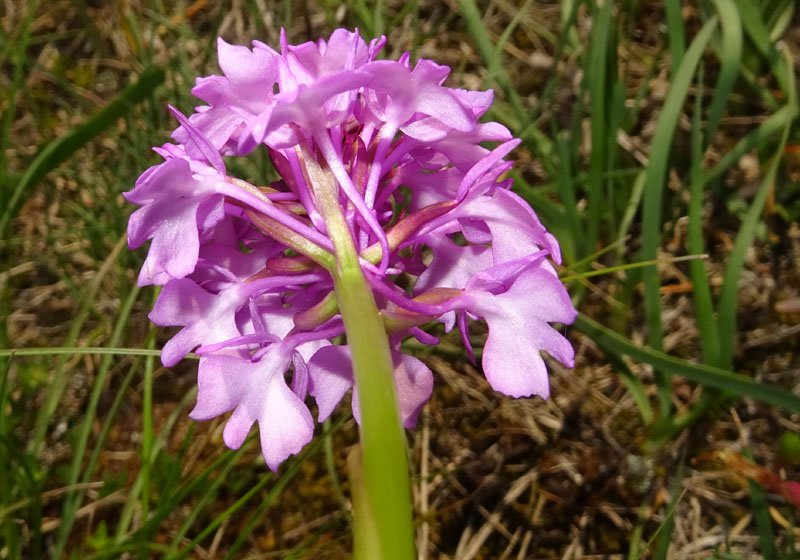 Anacamptis pyramidalis - Rovereto (TN)